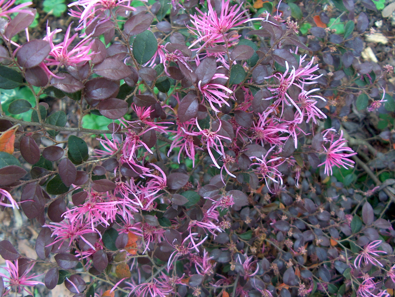 Online Plant Guide - Loropetalum chinense 'Daybreak's Flame